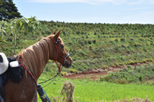 Australia-NSW-Comboyne Plateau and Beach Ride